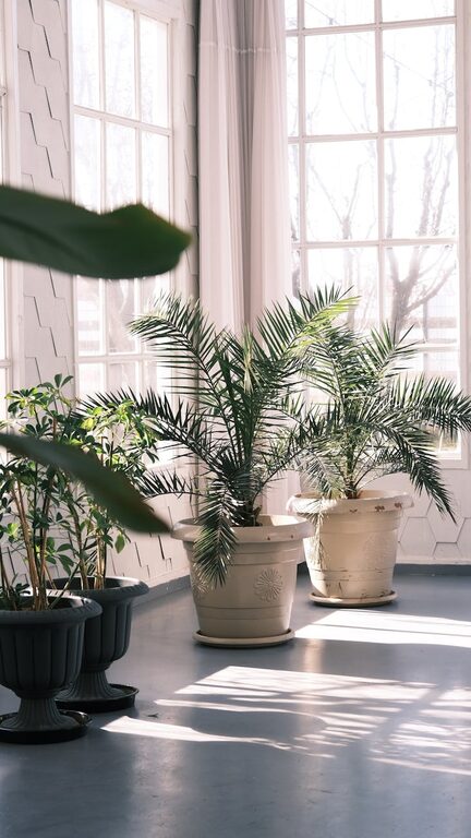 The Benefits of Incorporating Indoor Plants into Your Home Decor